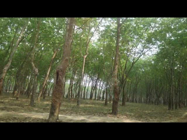 Video thumbnail for সন্তোসপুর রাবার বাগান পার্ট ২
