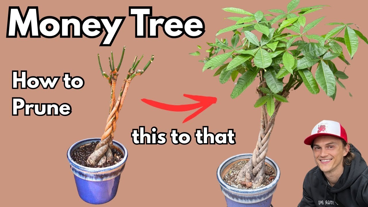 Video thumbnail for MONEY TREE (Pachira aquatica): How to Prune for a Lush, Bushy Houseplant | Step‑by‑Step Guide