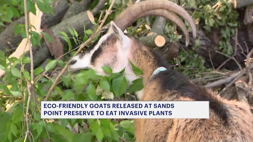 Video thumbnail for Goatbusters: A unique approach to take out invasive plants
