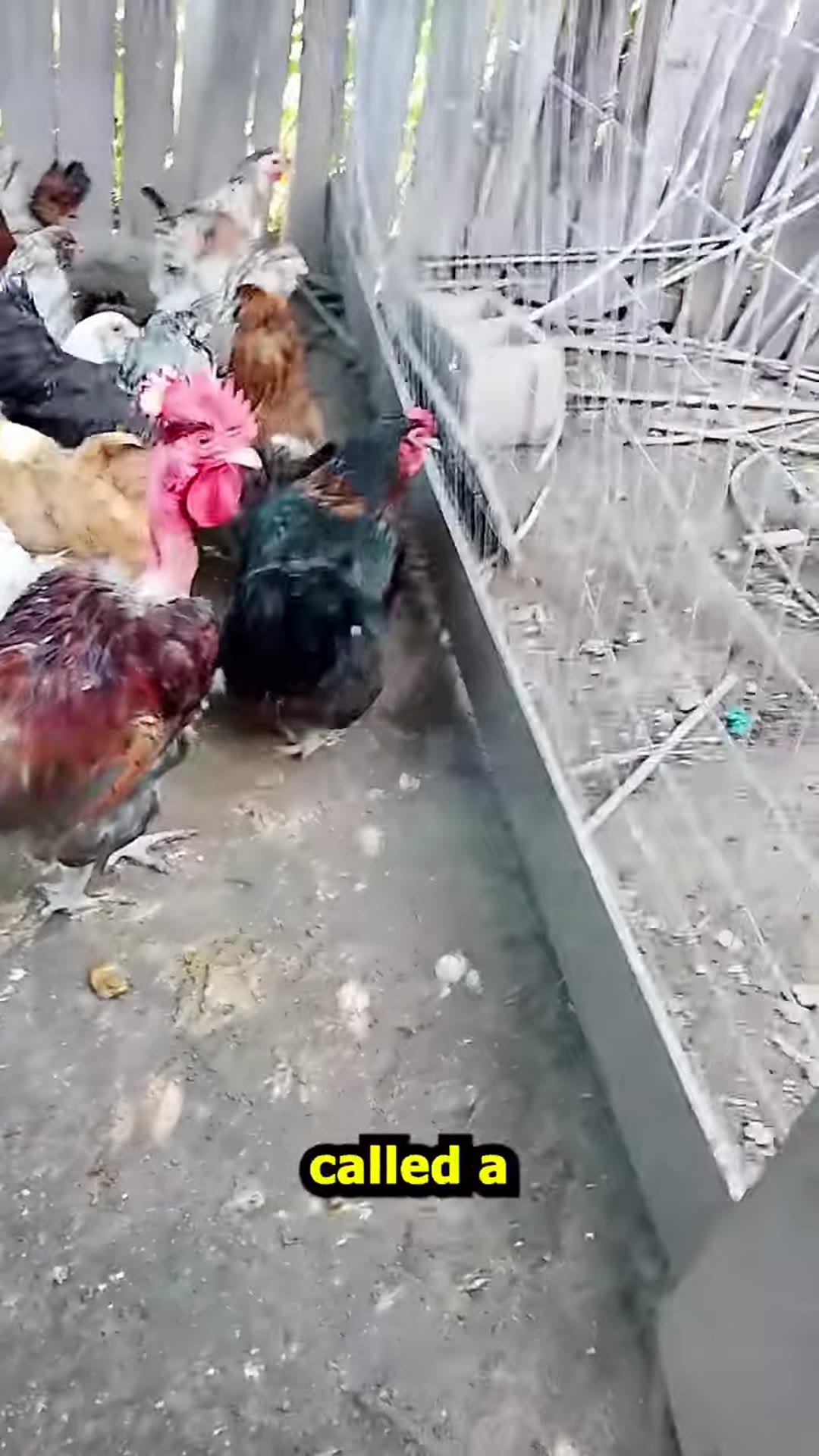 Video thumbnail for Americana EE Hens For Sale 2026 06 20 #Shorts