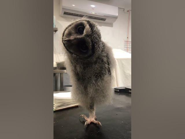 Video thumbnail for How about a feathered baby today6KOur #trending #cdrama #hollywood