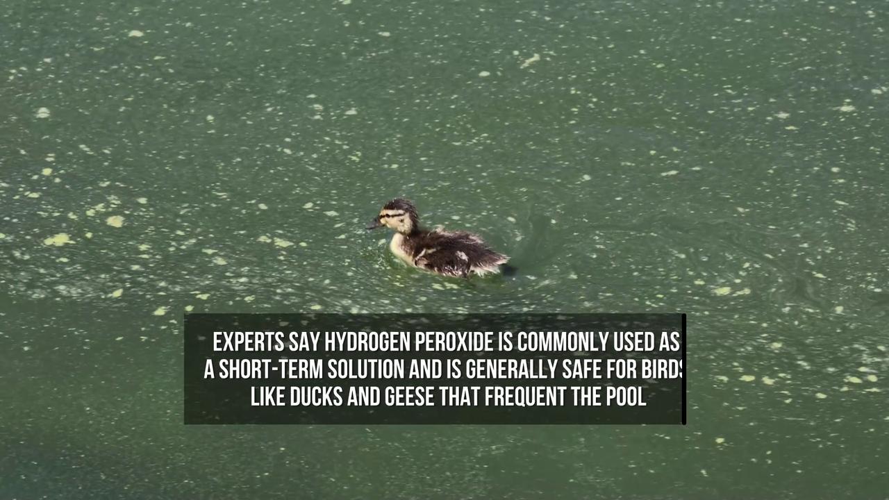 Video thumbnail for Algae Invades Trump's Newly Repainted Reflecting Pool.