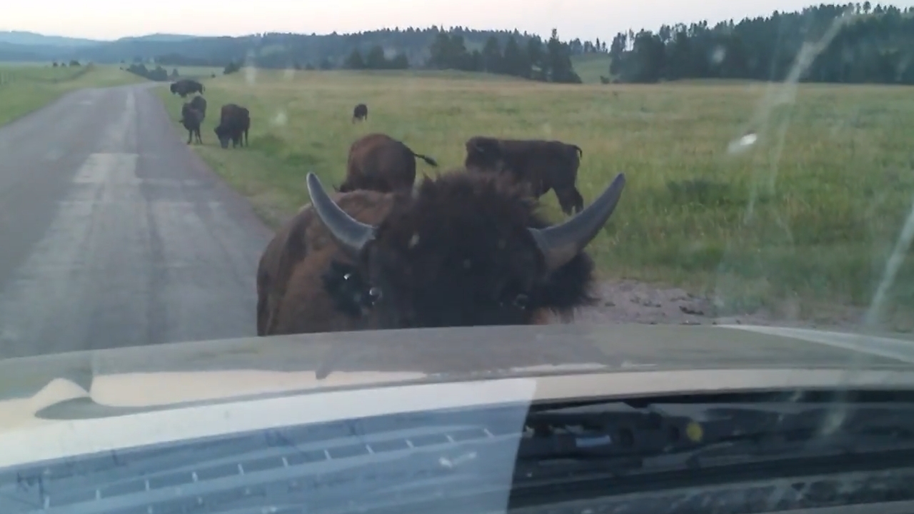 Video thumbnail for Bison Charges Truck at Custer State Park!