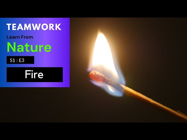 Video thumbnail for Teamwork | Learn from Nature | S1E3 | Fire Element