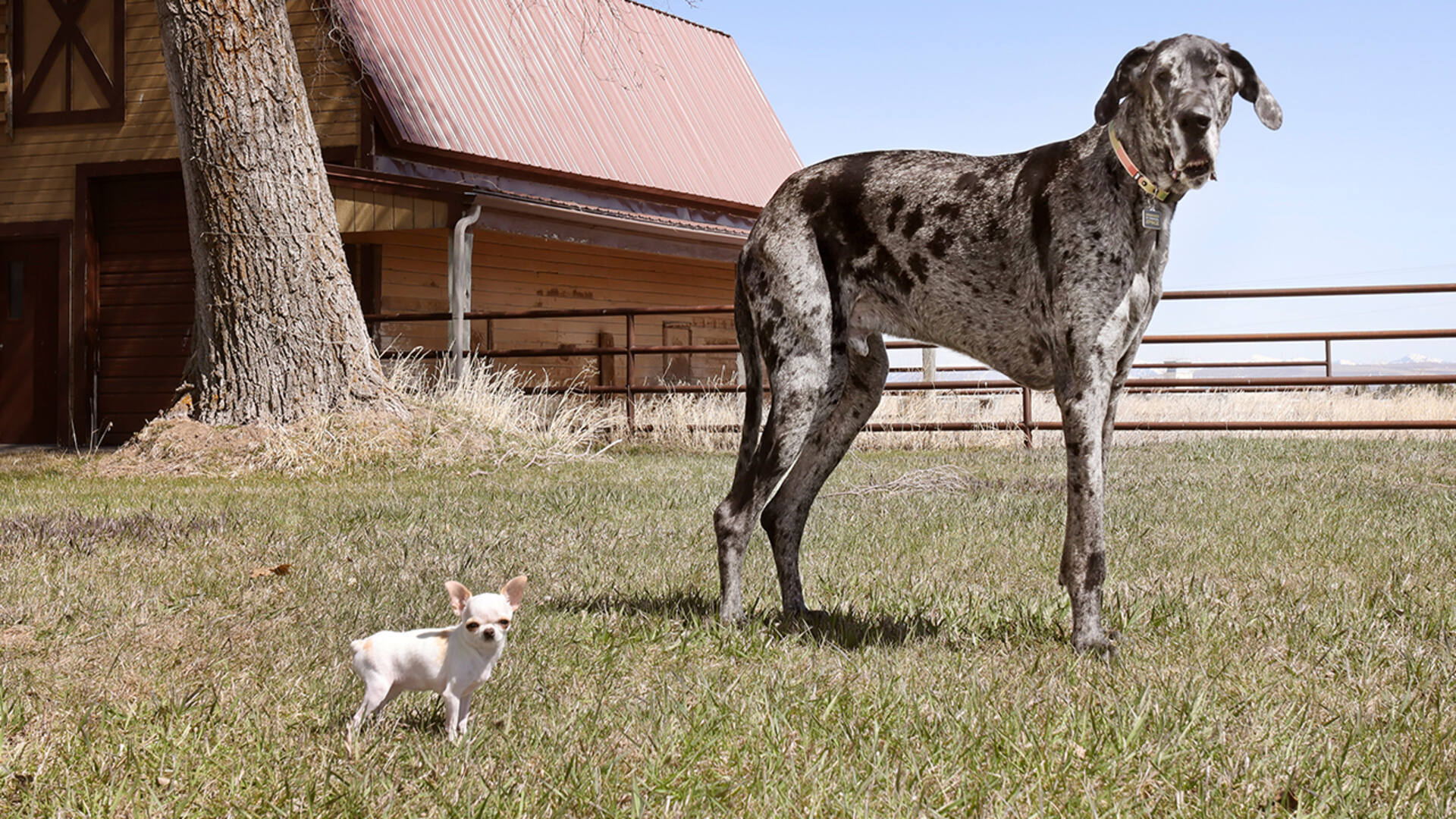 'Video thumbnail for Tallest dog meets smallest dog in world first'