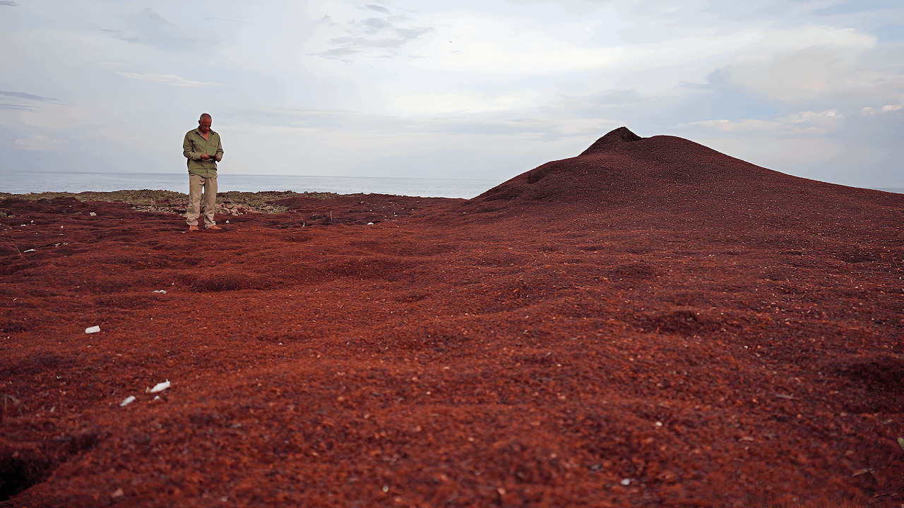Video thumbnail for Researchers Identify a 44-Billion-Pound Living Belt Choking the Atlantic