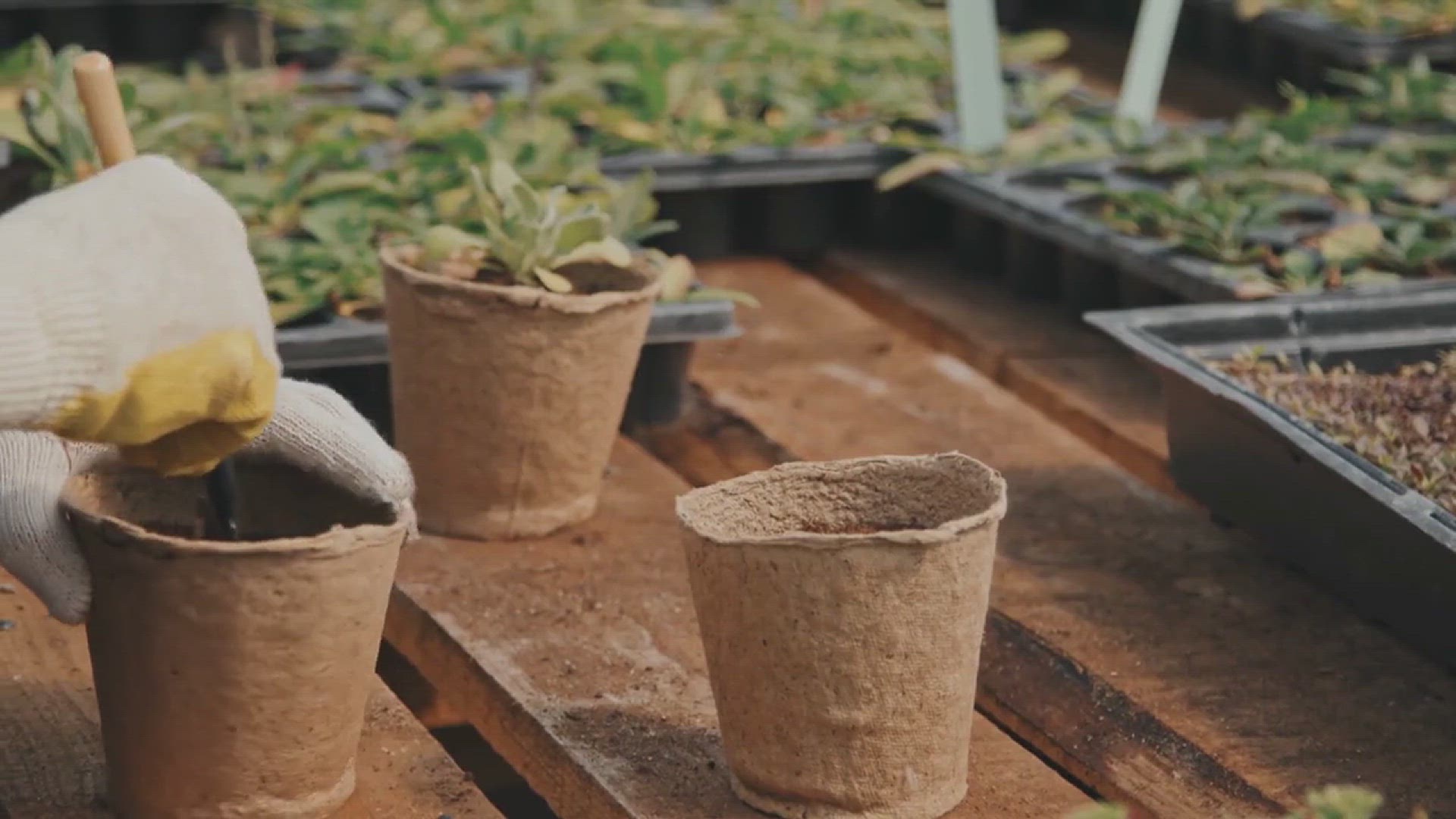 'Video thumbnail for Seed Sprouting Tips'