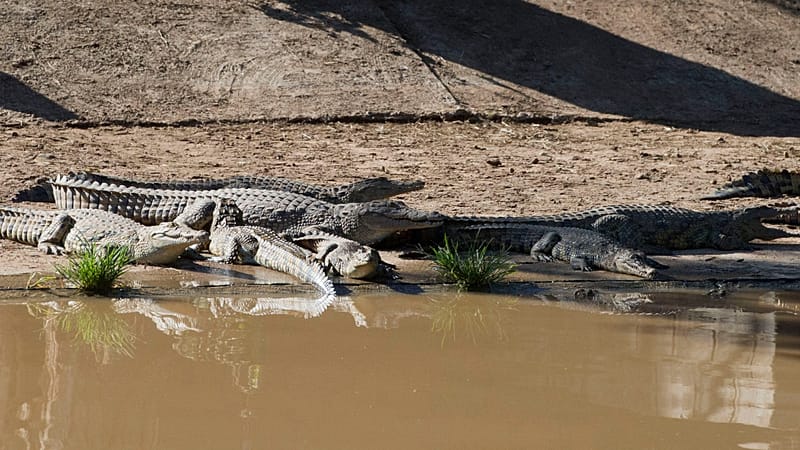 Video thumbnail for South African police officer's crocodile retrieval sparks applause for bravery