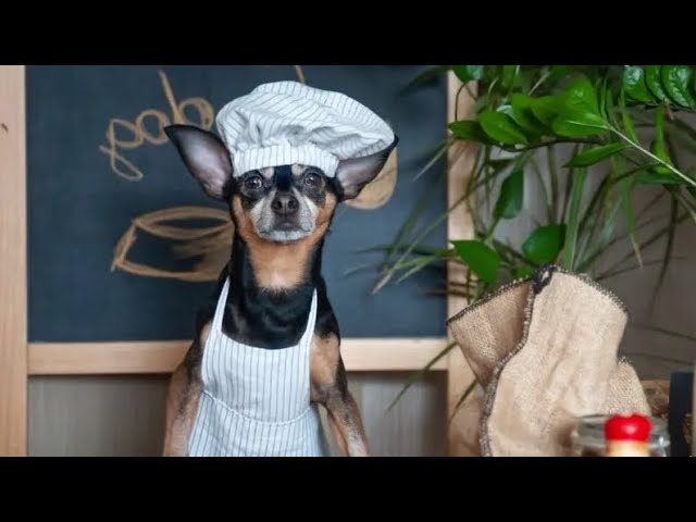 Cooking Homemade Dog Food Recipes