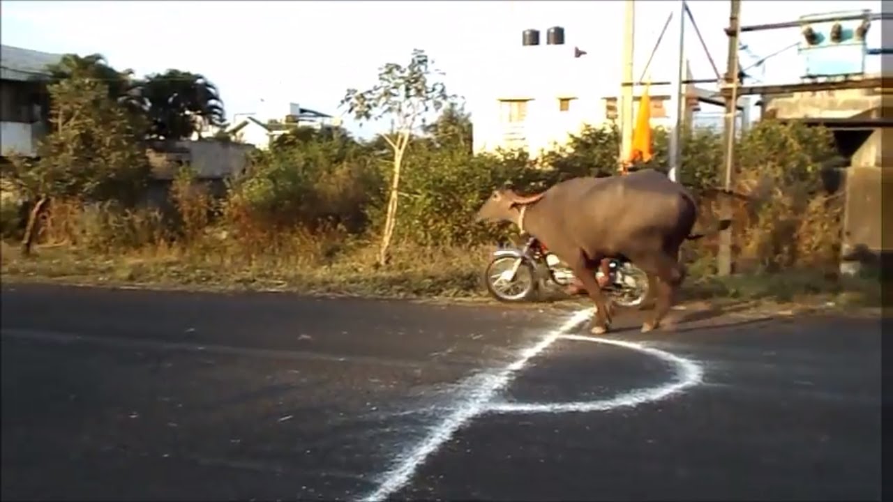 'Video thumbnail for Buffalo race in India.'