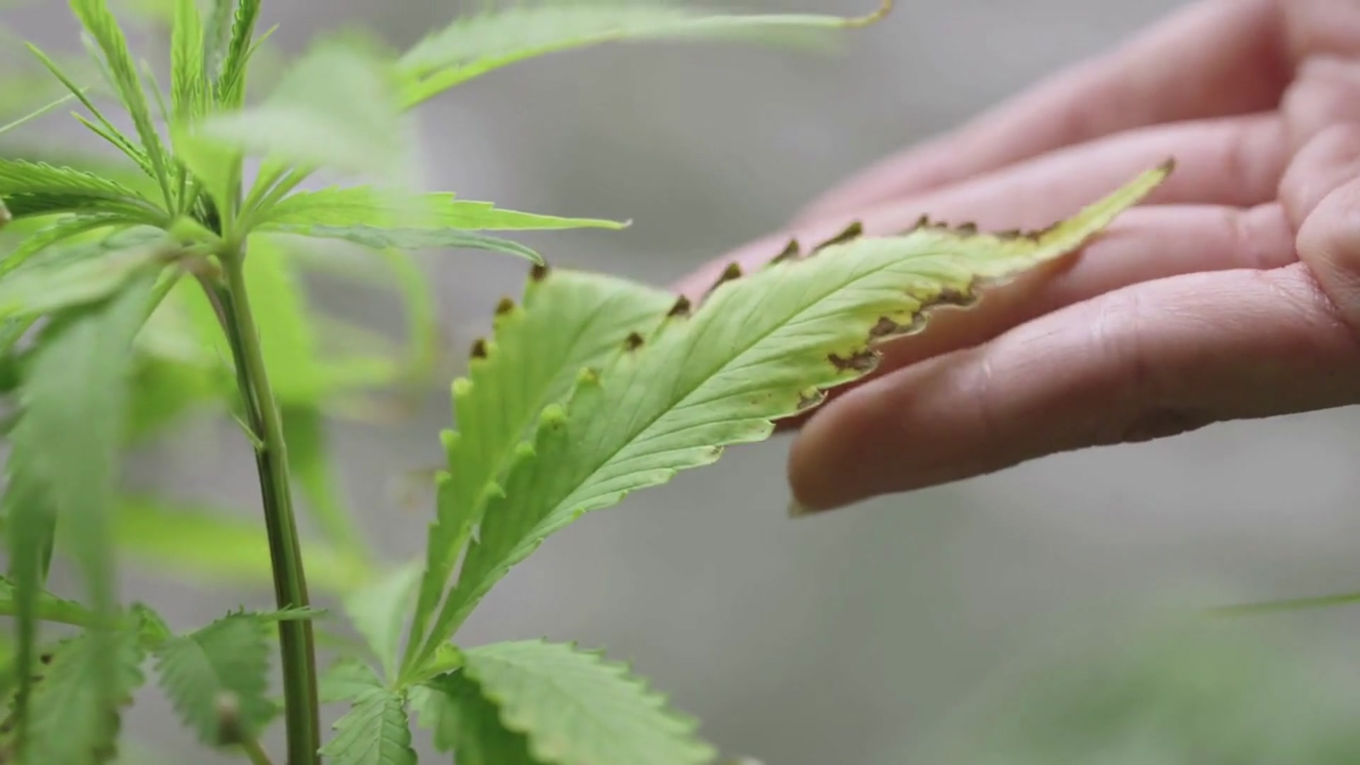 Video thumbnail for Reviving Your Fiddle Leaf Fig