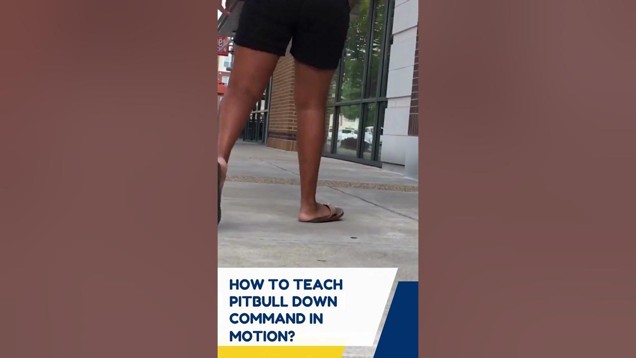 Video thumbnail for PitBull Training Sit & Down Commands #shorts #pitbull