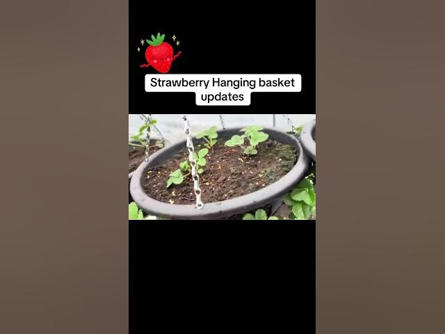 Video thumbnail for Strawberry Hanging Basket Update 🍓 Huge Growth & What’s Happening Now!