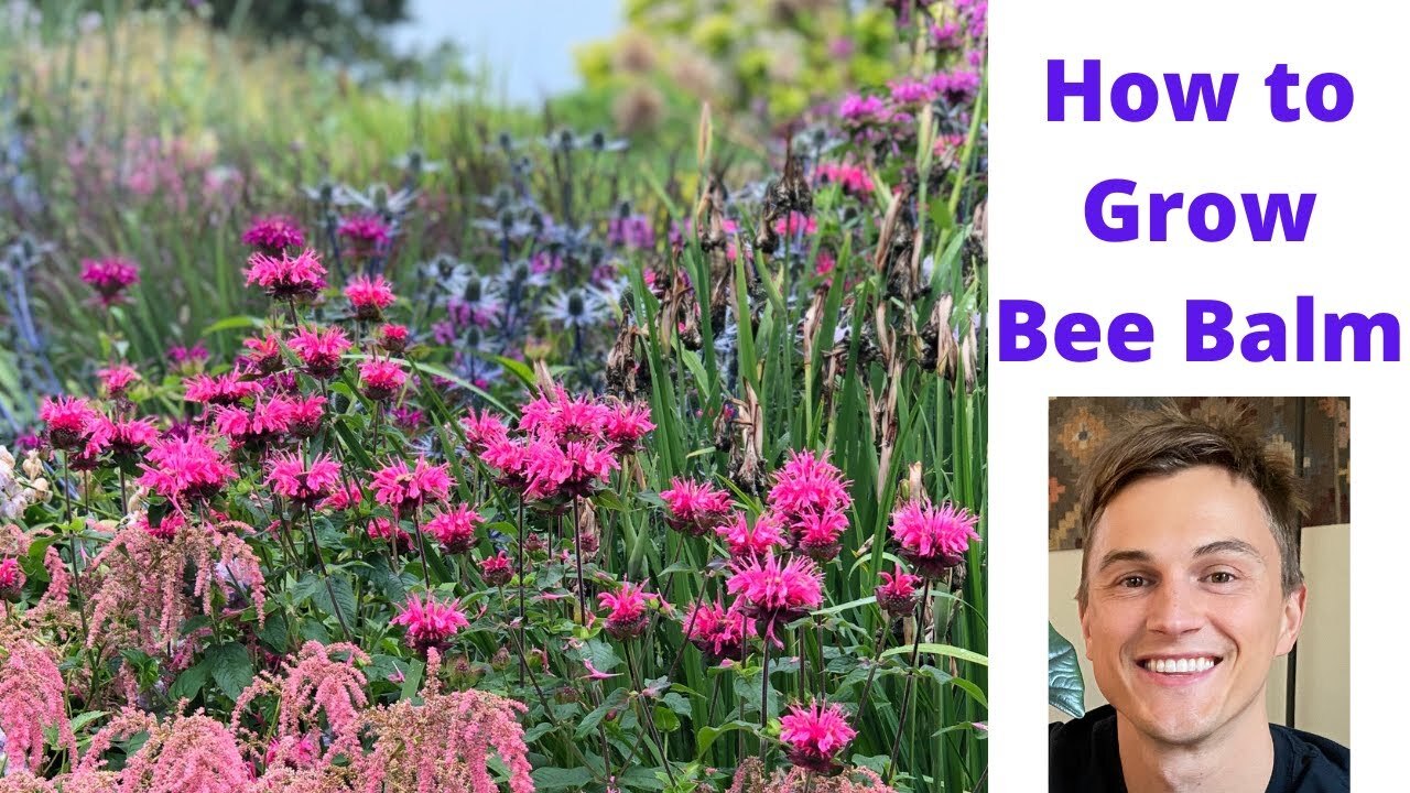 Video thumbnail for Bee Balm - How to Grow Monarda for Pollinators (and no mildew!)