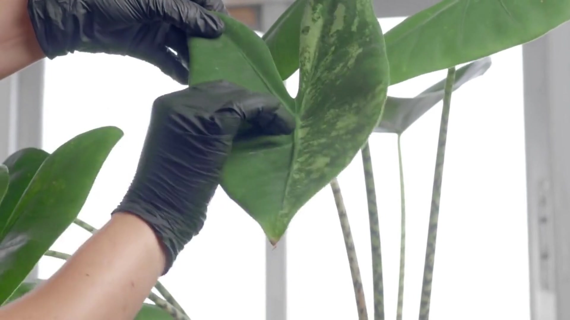 Video thumbnail for Alocasia Polly Care