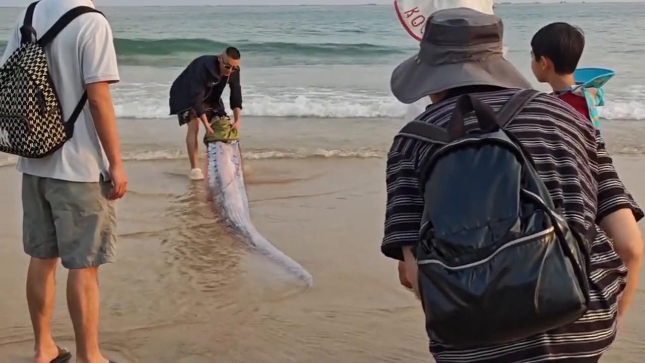 Video thumbnail for China: Chinese tourists encountered rare deep sea oarfish alive on shoreline.