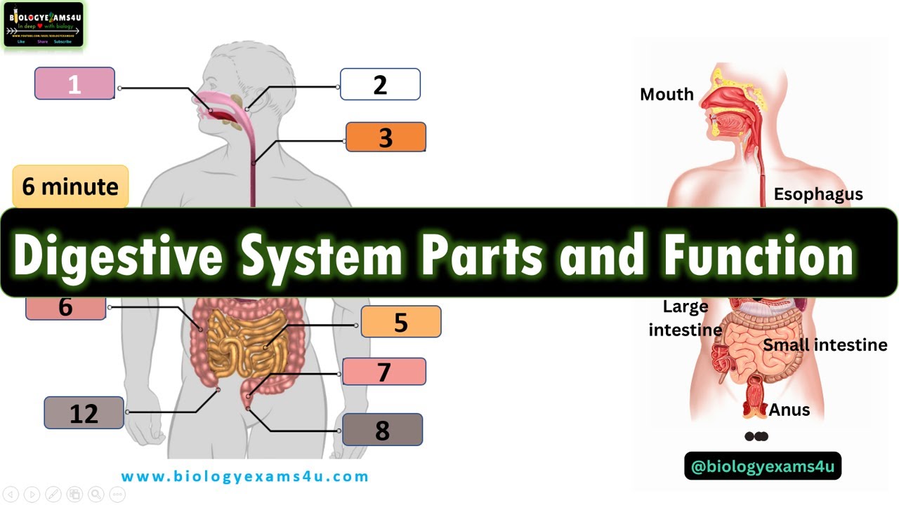 Video thumbnail for Digestive System of Human Body|| 12 Parts and Function