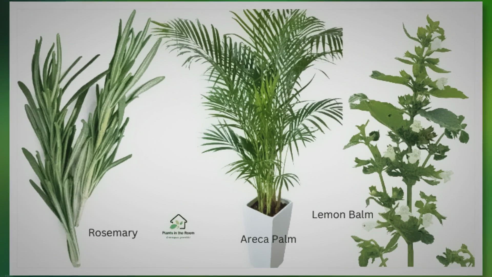 'Video thumbnail for 7 Plants You Must Keep at Home to Boost Your Focus'