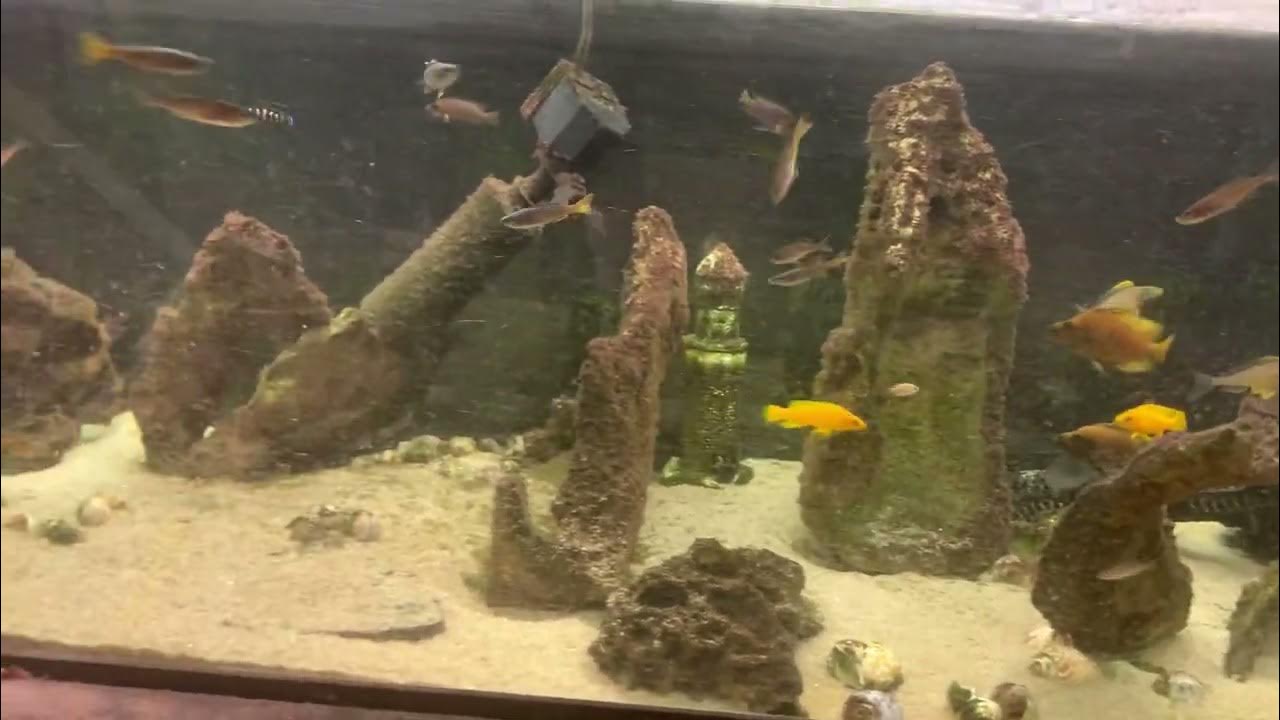 Video thumbnail for tanganyikan cichlids