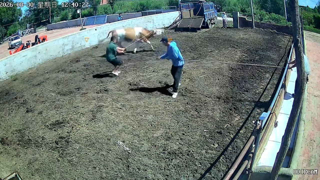 Video thumbnail for Workers Struggle to Restrain Cow in Inner Mongolia
