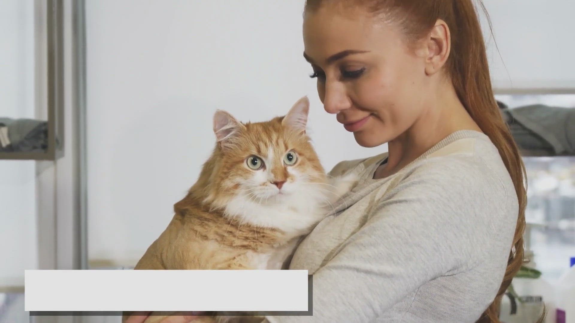 'Video thumbnail for 7 Undeniable Perks Only Ragdoll Owners Know'