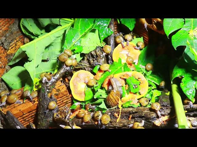 Video thumbnail for 🐌 Snails, 🐌 snial alot eating papaya fruits now 🦈 | 𝑴𝒆𝒕𝒉𝒐𝒅𝒔 #𝟗𝟔9032