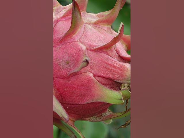 Video thumbnail for MANFAAT BUAH NAGA TERHADAP KESEHATAN