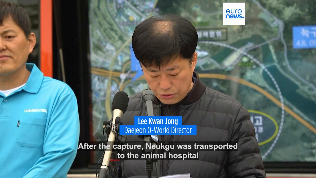 Video thumbnail for Escaped wolf Neukgu captured after nine-day search in South Korea