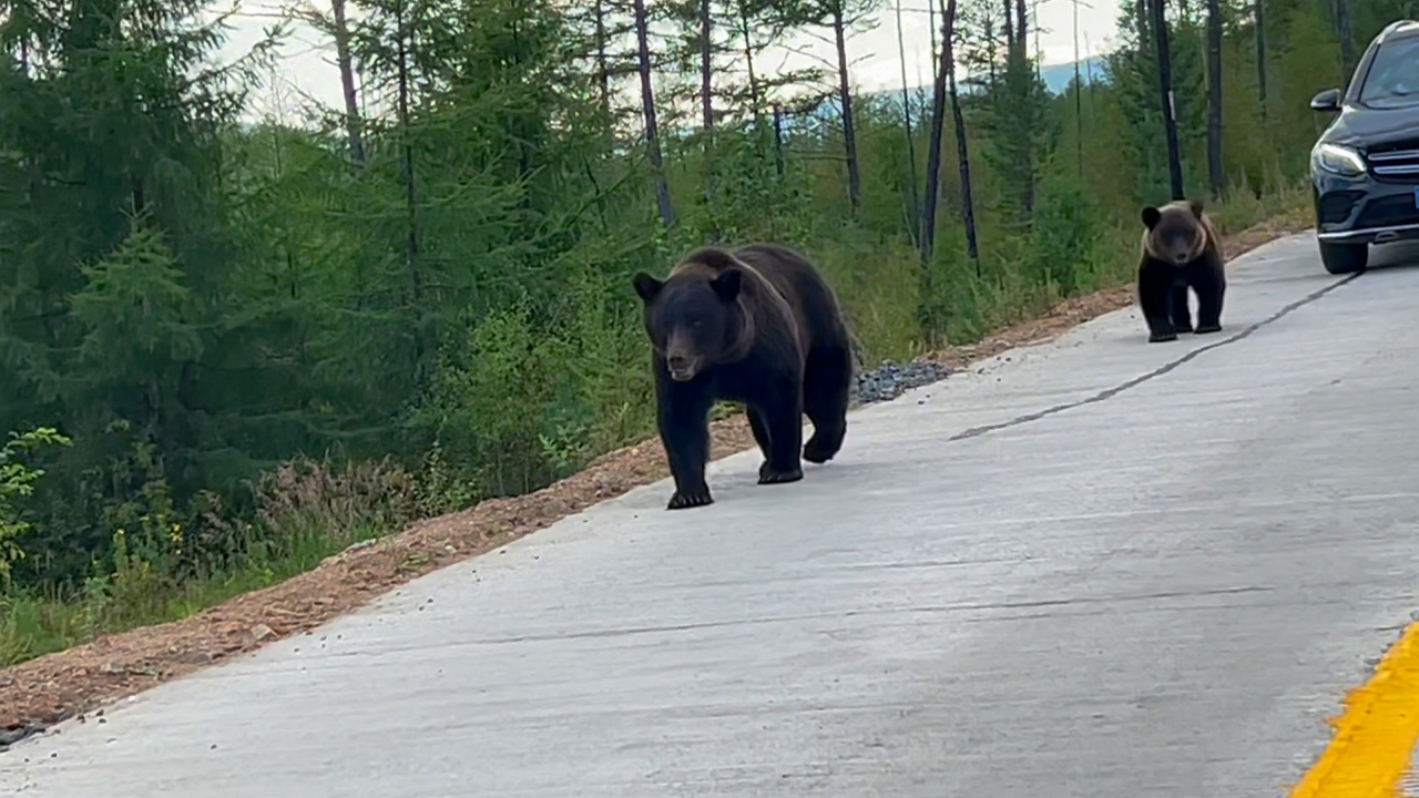 Video thumbnail for Two Brown Bears Walk Along Road and Approach Cars in Inner Mongolia