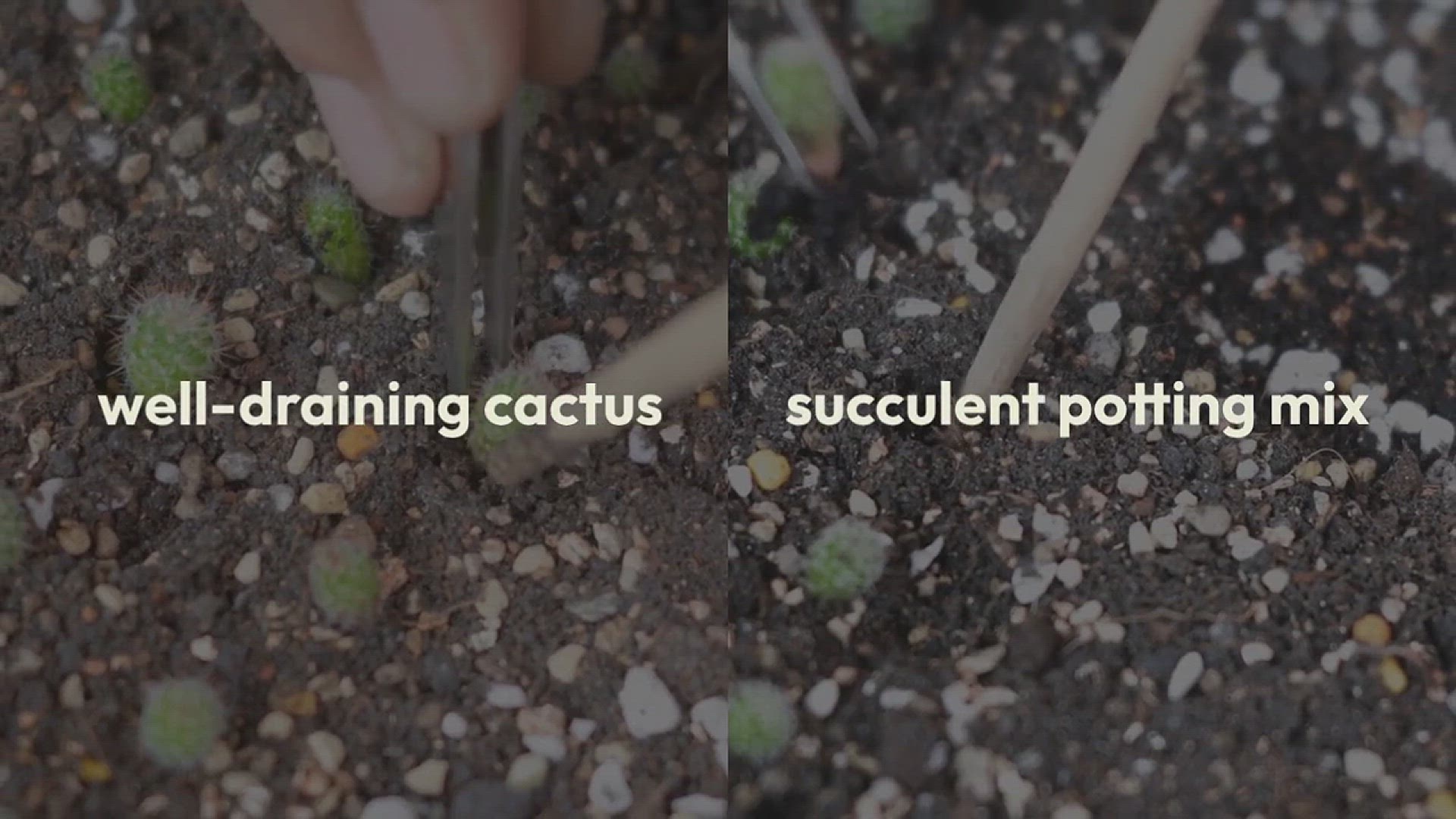 'Video thumbnail for How to Successfully Grow String of Pearl'