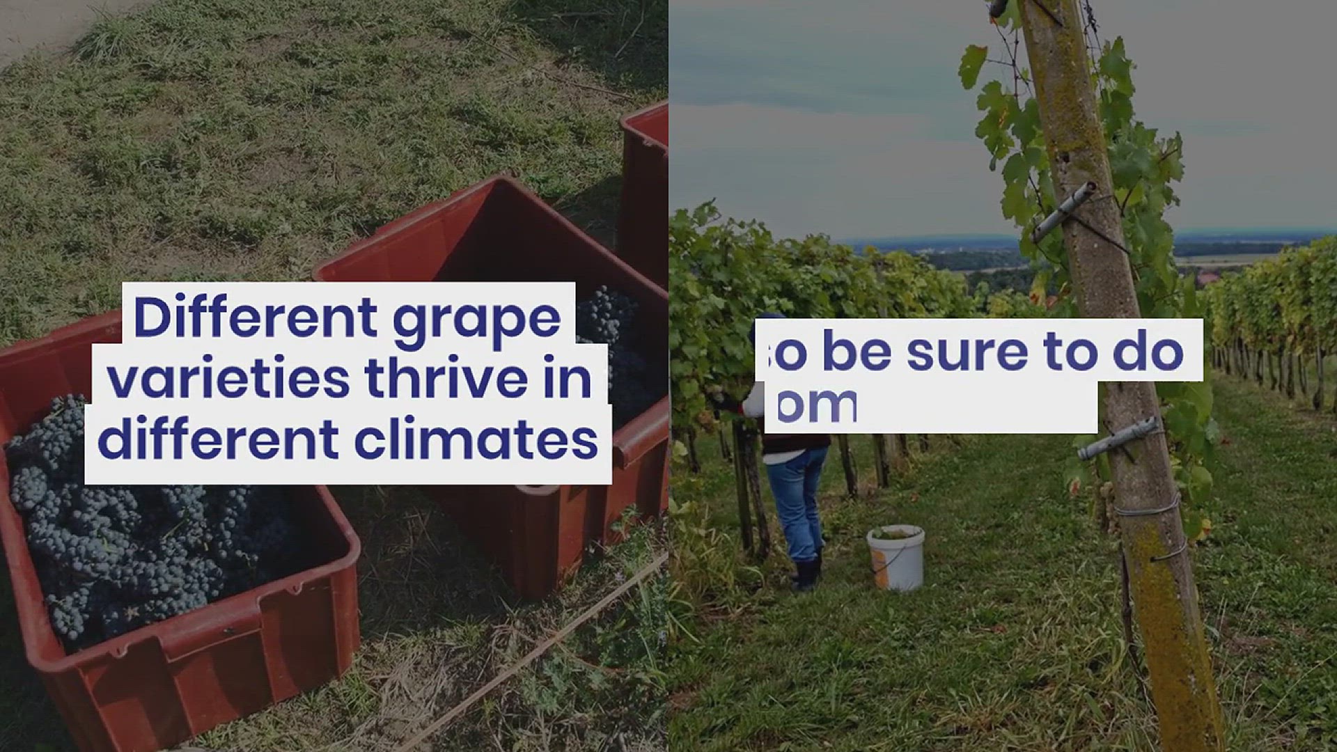 'Video thumbnail for Tips for Growing Grapes in Your Garden'