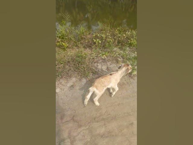 Video thumbnail for baby goat #shorts videos