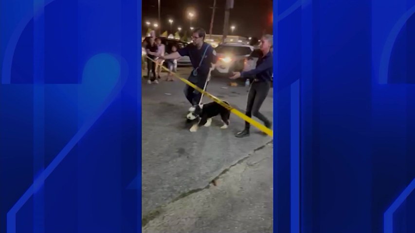 Video thumbnail for 21 dogs rescued from Manorhaven property after adoption pickup leads to police call