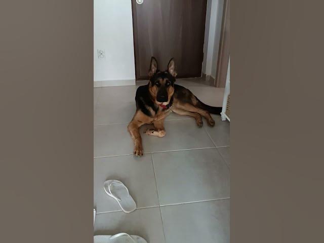 Video thumbnail for GSD 101 VID 20231005 085425