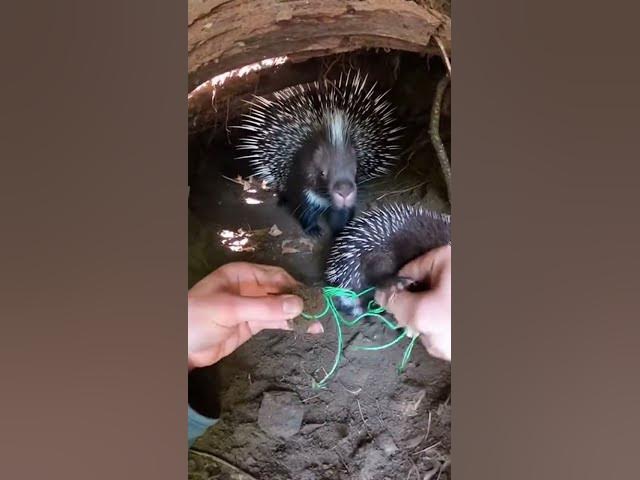 Video thumbnail for Hands Twisting Cord in a Narrow Forest Den