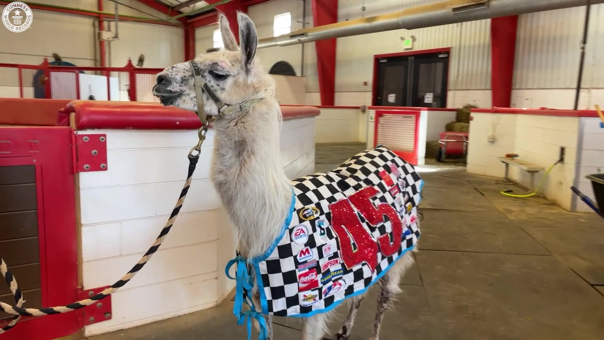 'Video thumbnail for Oldest living llama'