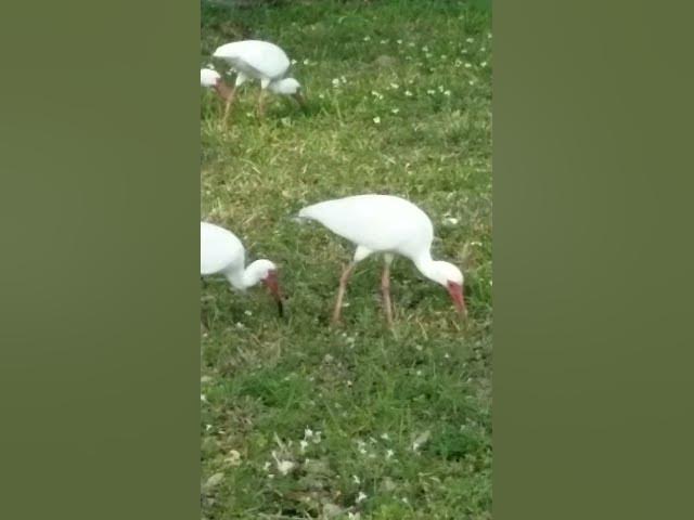 Video thumbnail for Birds Gather In The Field #animals #birds