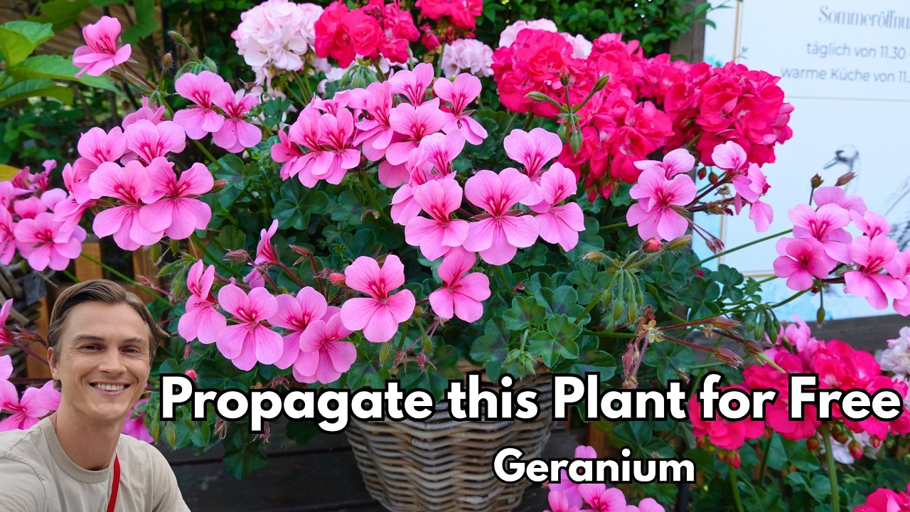 Video thumbnail for How to Propagate Geranium - Easy, Fast, & Free (Pelargonium spp.)