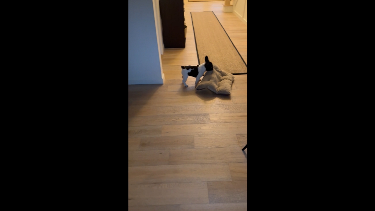 Video thumbnail for Puppy Joey Hilariously Drags His Brother Chandler’s Bed Around