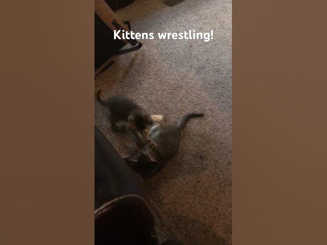Video thumbnail for Kittens Wrestling! #cute #cat #kitten