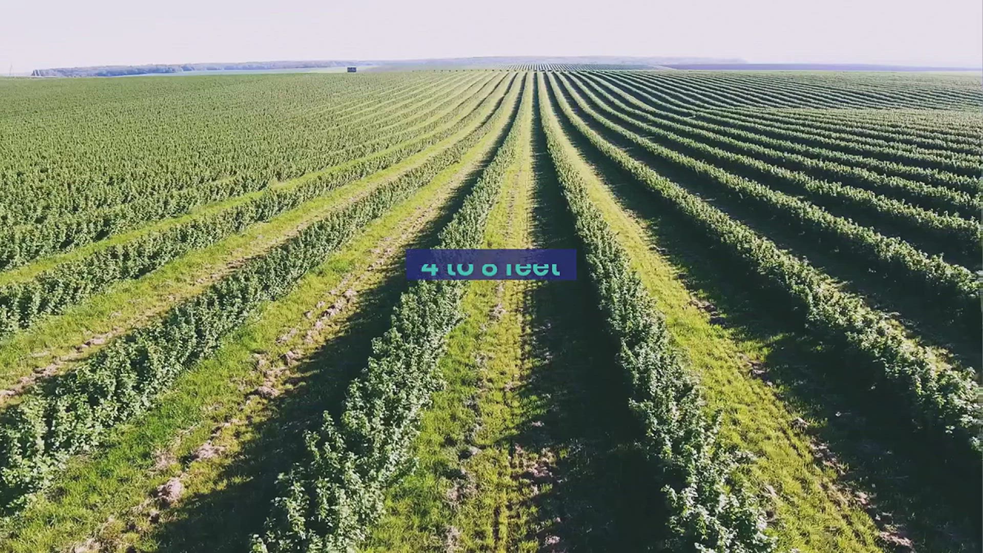 'Video thumbnail for How to Grow Maiden Grass in Your Garden'