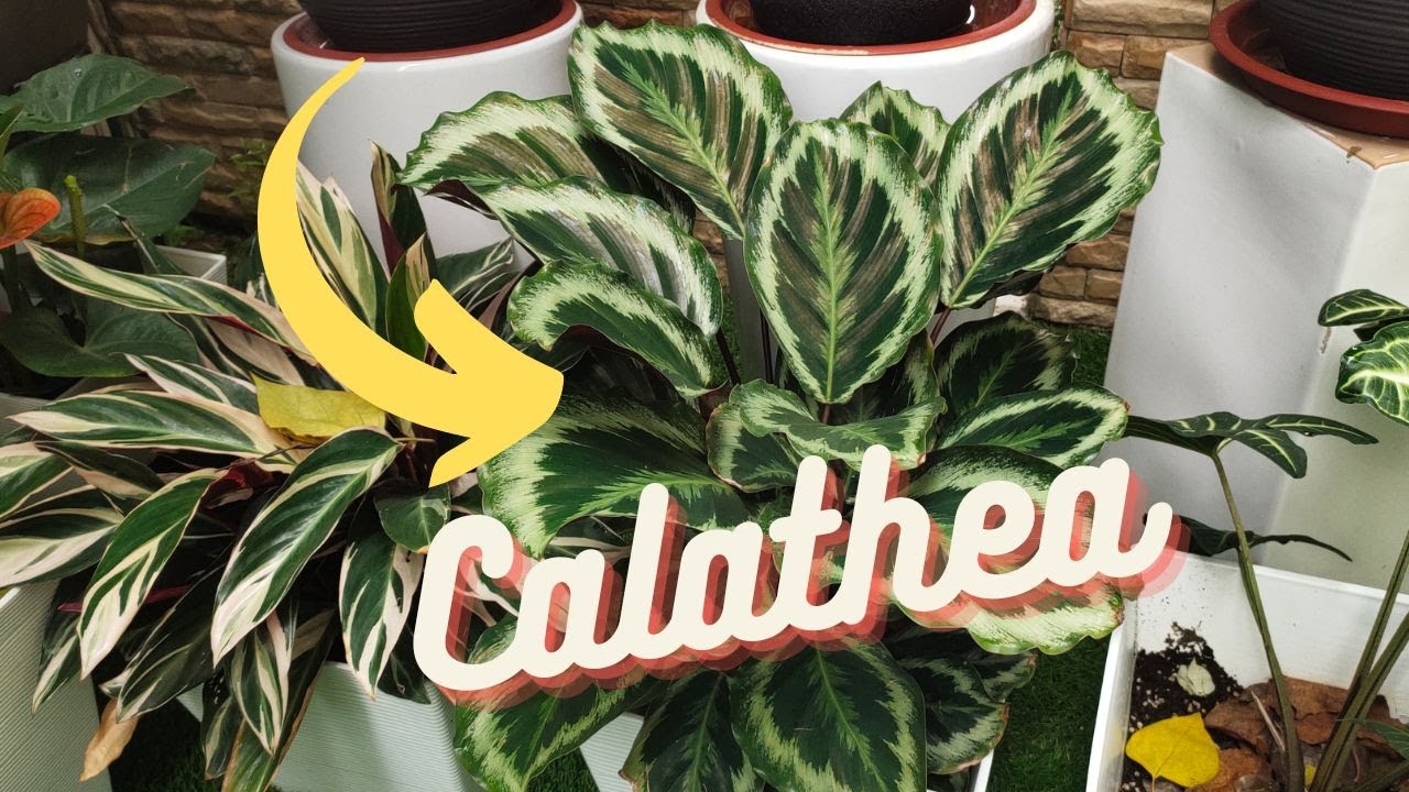Video thumbnail for Types of Calathea 101: A Beginner's Guide to These Exotic Houseplants