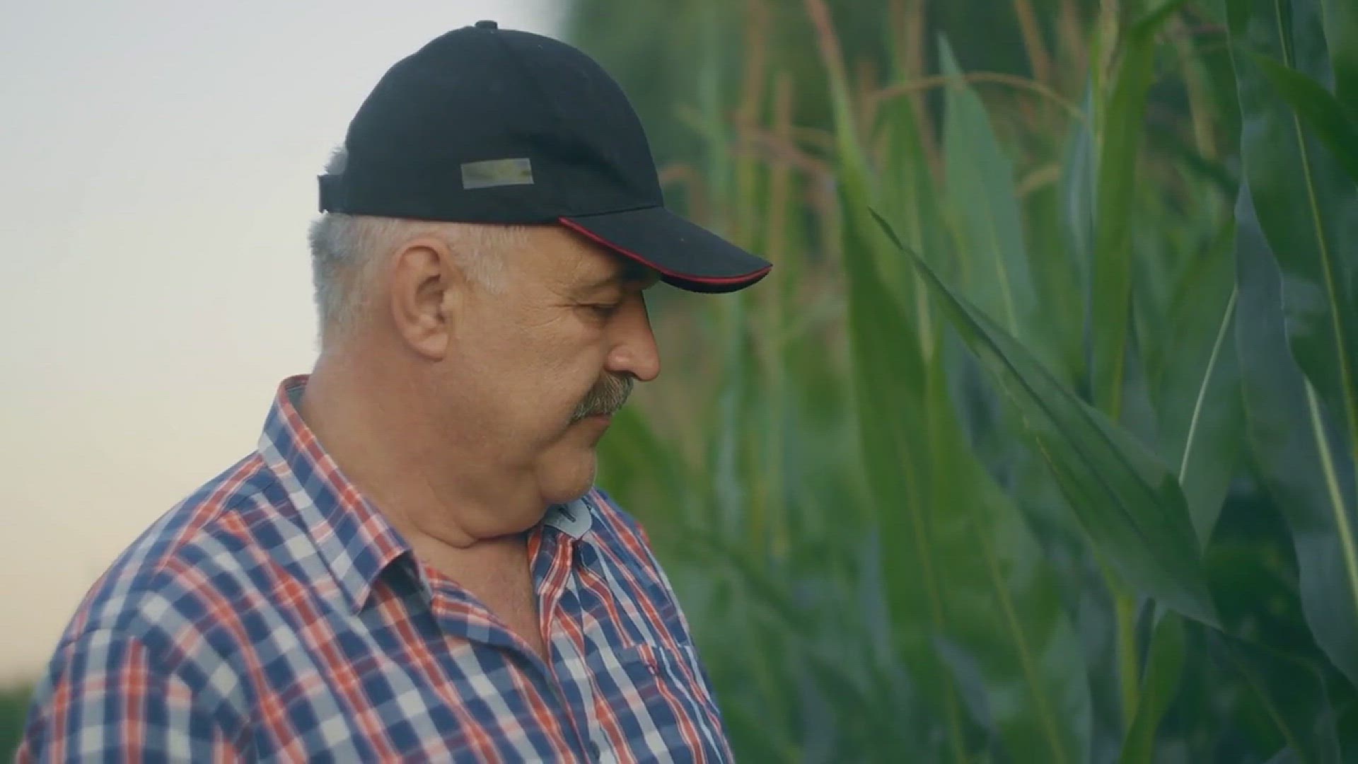 'Video thumbnail for Tips for Growing Corn in the Backyard'
