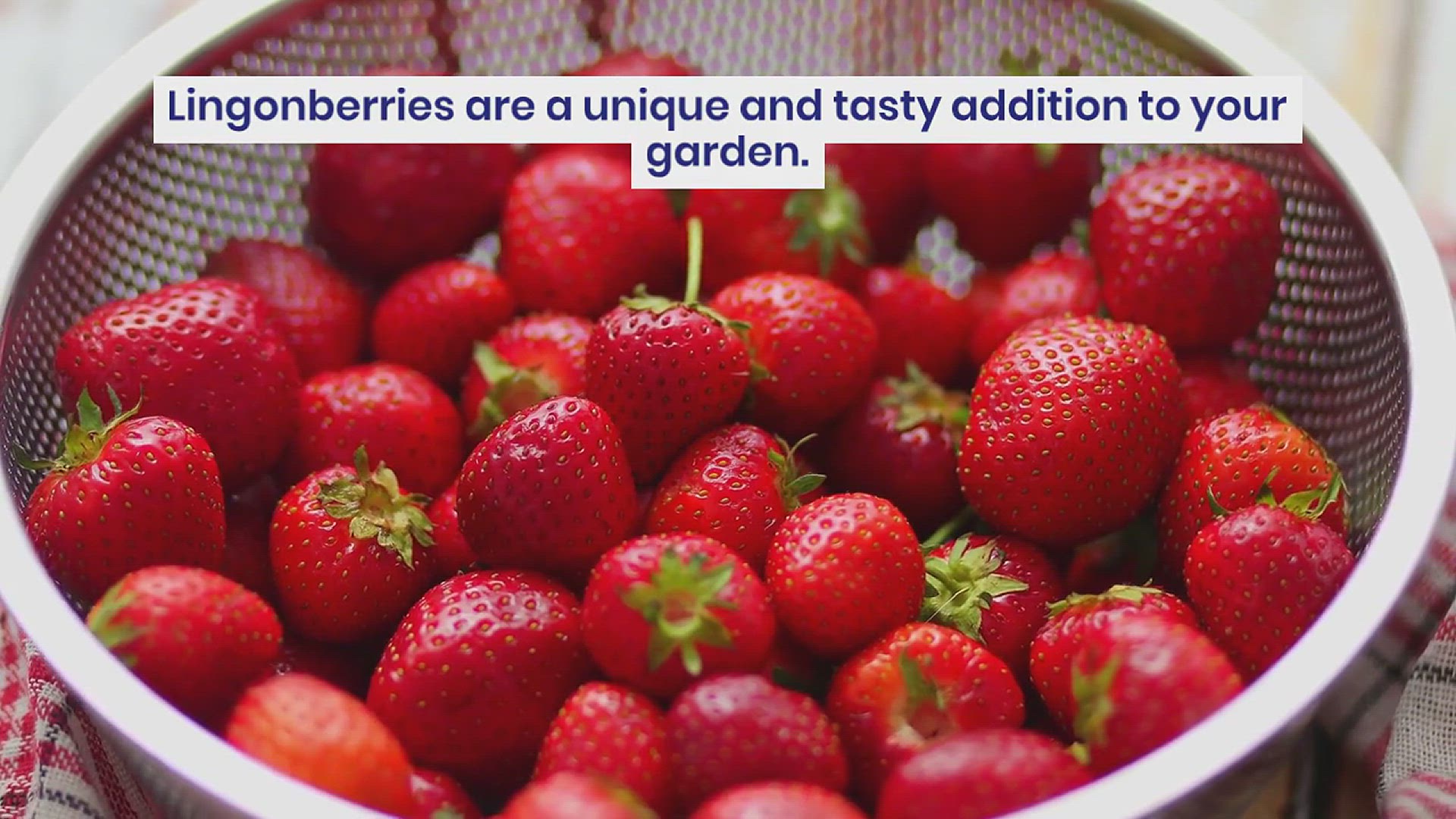 'Video thumbnail for How to Grow Lingonberry'
