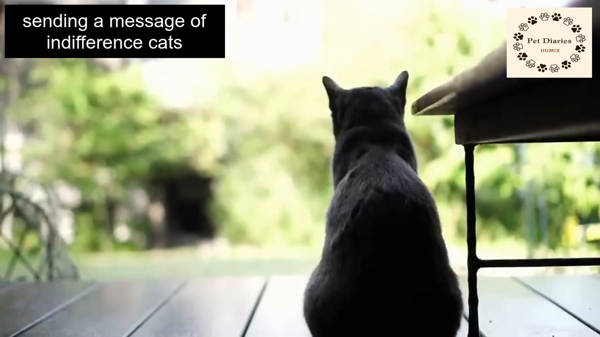 'Video thumbnail for Common Things that Sad Your Cat'