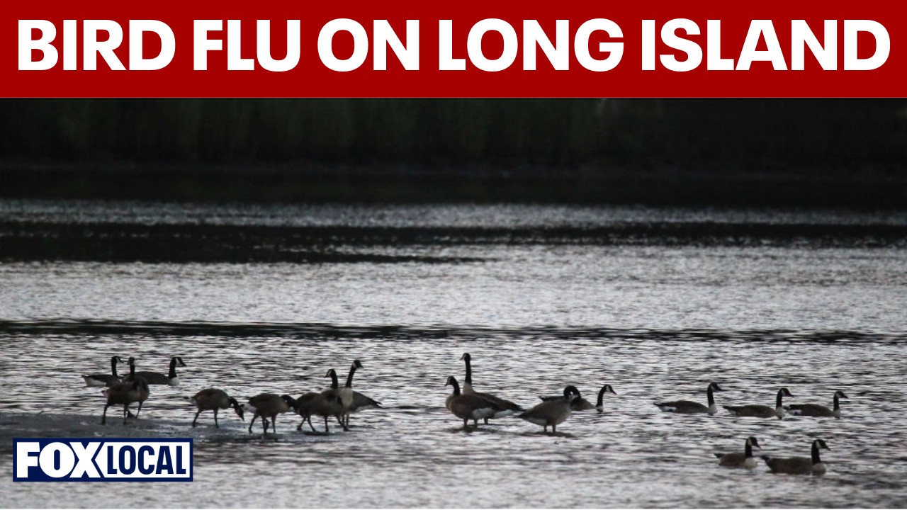 Video thumbnail for Bird flu and extreme winter weather threaten waterfowl on Long Island