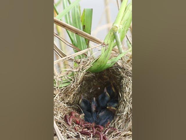 Video thumbnail for Babies Bird Cries Feed Eat (EP-84)  #birds #nature #birdfeeding #birdwatching