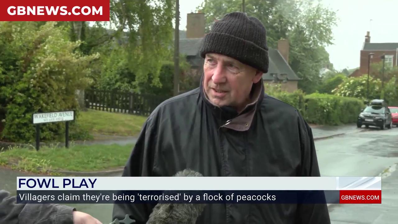Video thumbnail for WATCH: Jack Carson confronts PEACOCK as wild flock descend on Staffordshire village