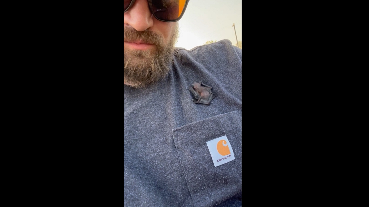 Video thumbnail for Baby Bat Finds an Unusual Safe Spot Inside a Shirt Pocket