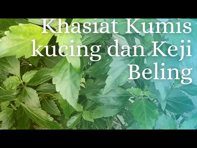 Video thumbnail for Daun keji beling Luruhkan batu ginjal yang aman dan alami #khasiatdaunkumiskucingdan kejibeling